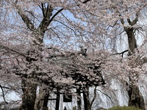 2012.3.30 AM 波田　安養寺の枝垂れ桜