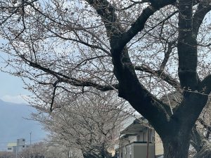 2021.3.26 AM 薄川堤防沿いの桜