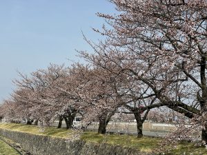 2021.3.30 AM  薄川堤防沿いの桜