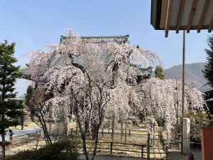 2021.3.30 AM  里山辺　兎川寺の枝垂れ桜