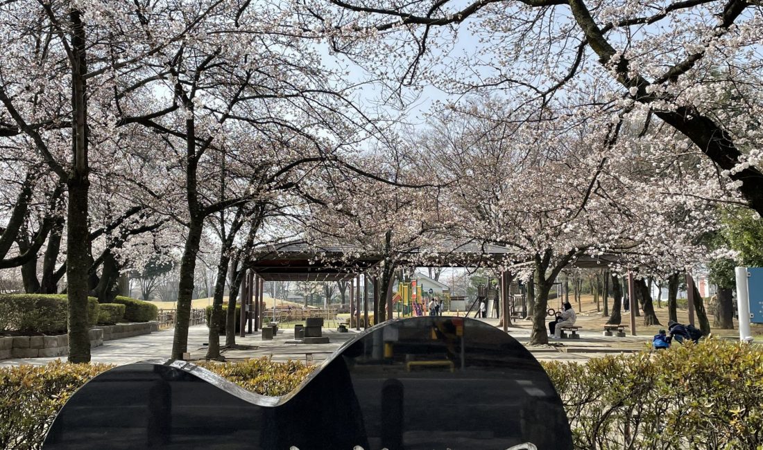 2021.3.30AM  南部公園の桜