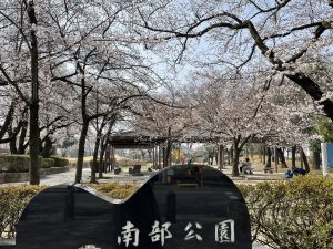 2021.3.30AM  南部公園の桜
