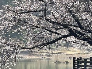 2021.3.30 AM  千鹿頭池の桜