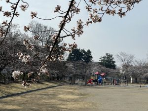2012.3.30 AM  あがたの森の桜
