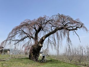 2021.3.30 AM 梓川北条の枝垂れ桜