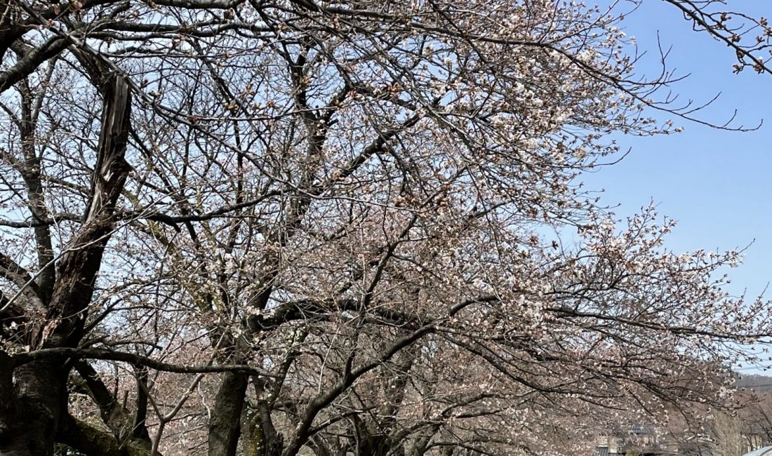 2021.3.29 AM 松本市総合体育館の桜