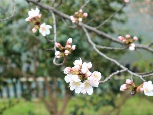街中のソメイヨシノも咲き始めました????