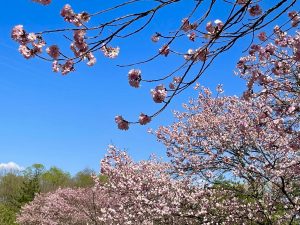 梓川八景山の桜　2021/4/11