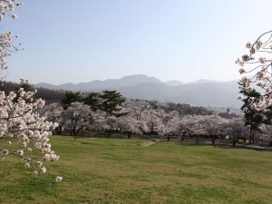 松本市城山公園満開