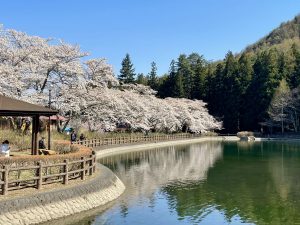 梓川ふるさと公園のさくら  2021/4/11満開