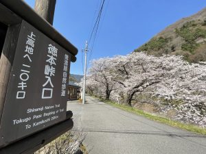 島々谷の桜　2021/4/6