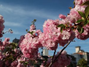 八重桜が満開です。